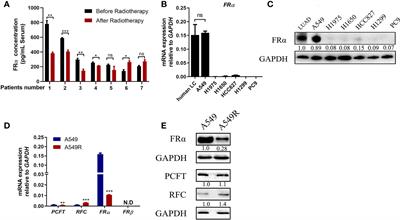 Decitabine Sensitizes the Radioresistant Lung Adenocarcinoma to Pemetrexed Through Upregulation of Folate Receptor Alpha